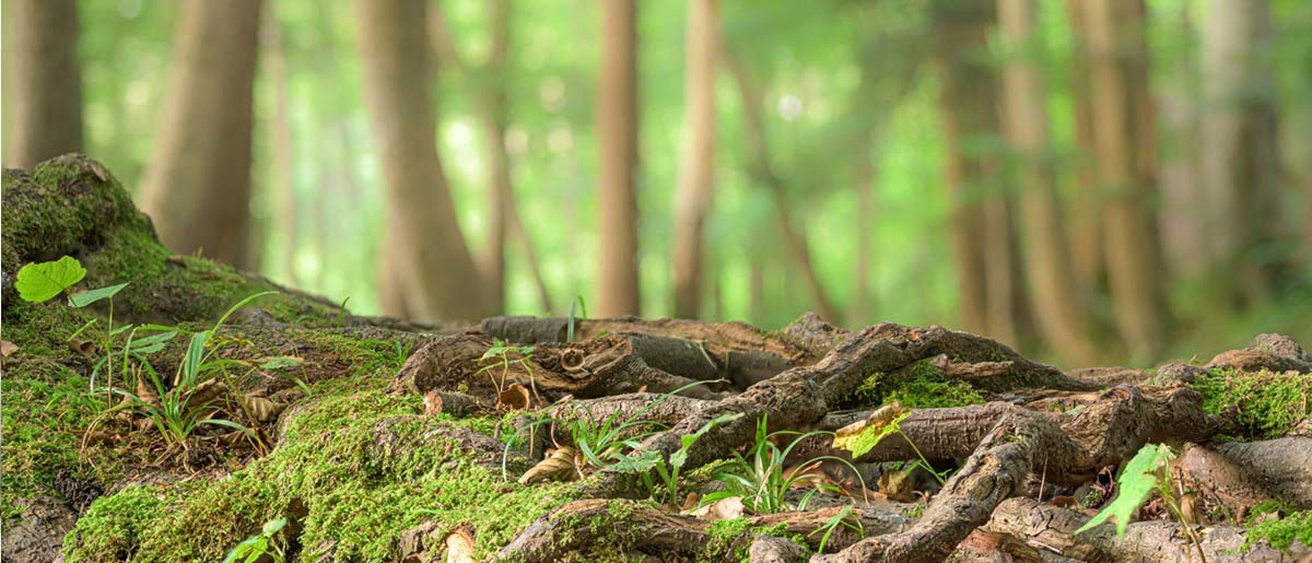 Nach dem Vorbild der Natur